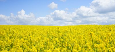 field of pollen